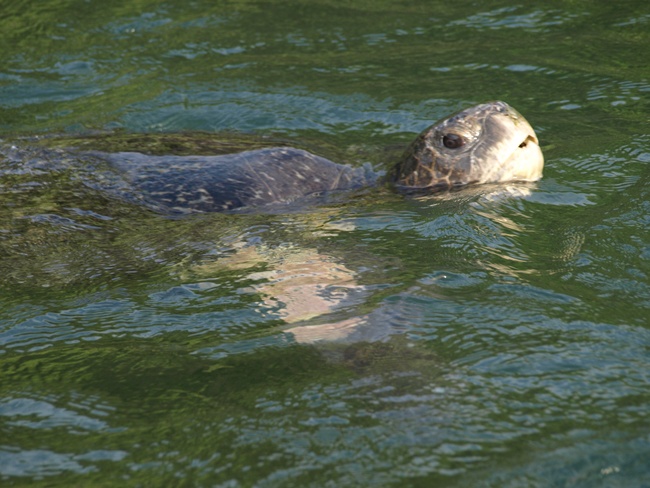 ../../Pictures/050210/093 gruene Meeresschildkroete.JPG